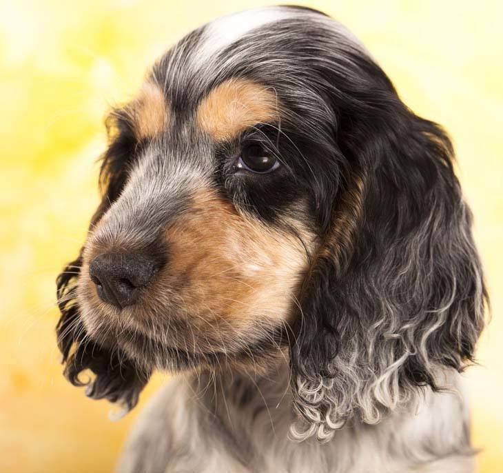 Cocker Spaniel puppy