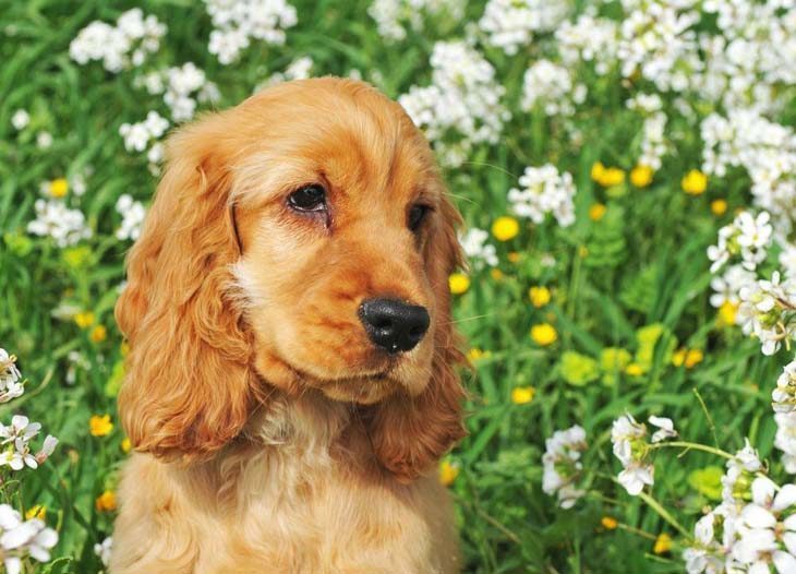 Cocker Spaniel puppy waiting to go for a walk