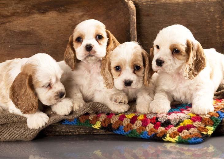 Cocker Spaniels puppies are so cute