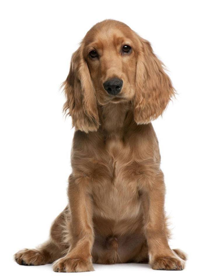 Beautiful Cocker Spaniel puppy