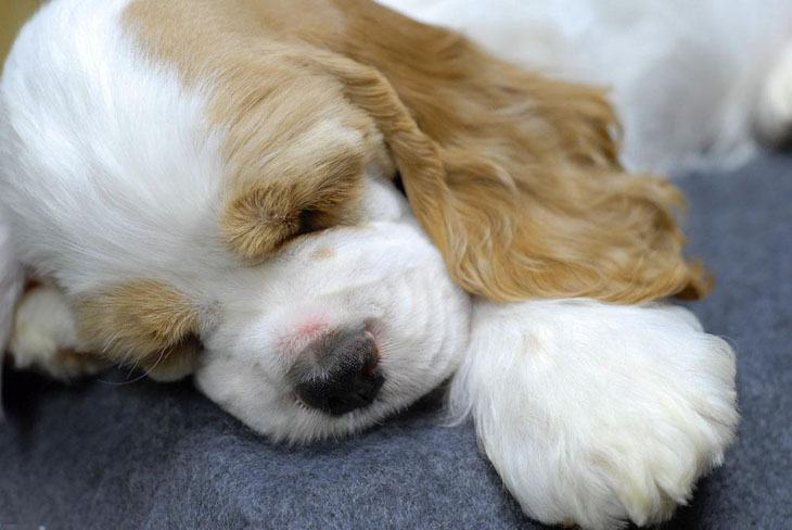 Cocker Spaniel puppy taking a snooze