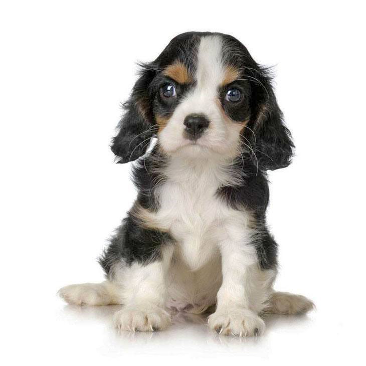 Cute Cocker Spaniel puppy is ready to pounce