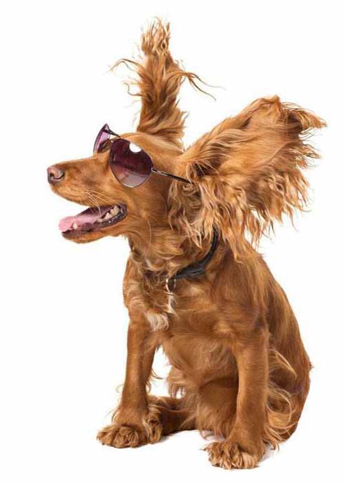 Cocker Spaniel rocking out to his new speakers