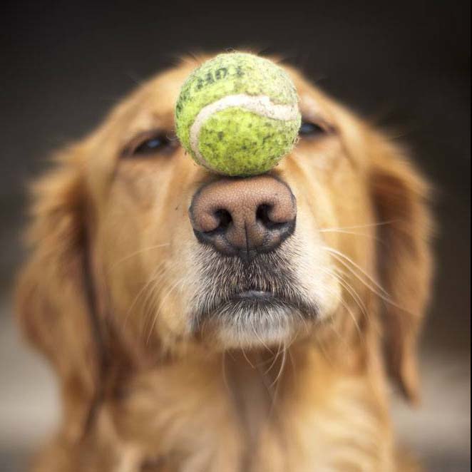 Golden Retriever balancing act