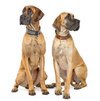 cool great dane names