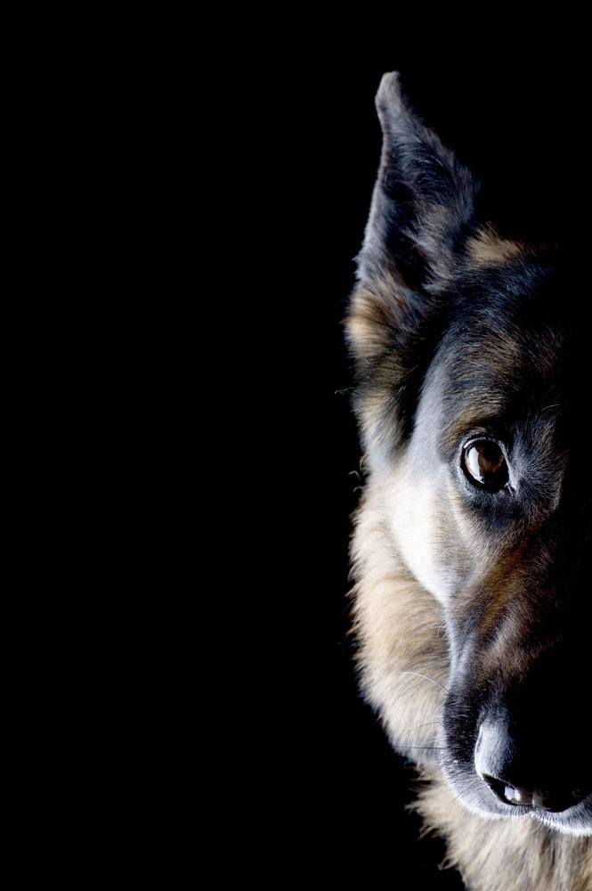 German Shepherd in the shadows