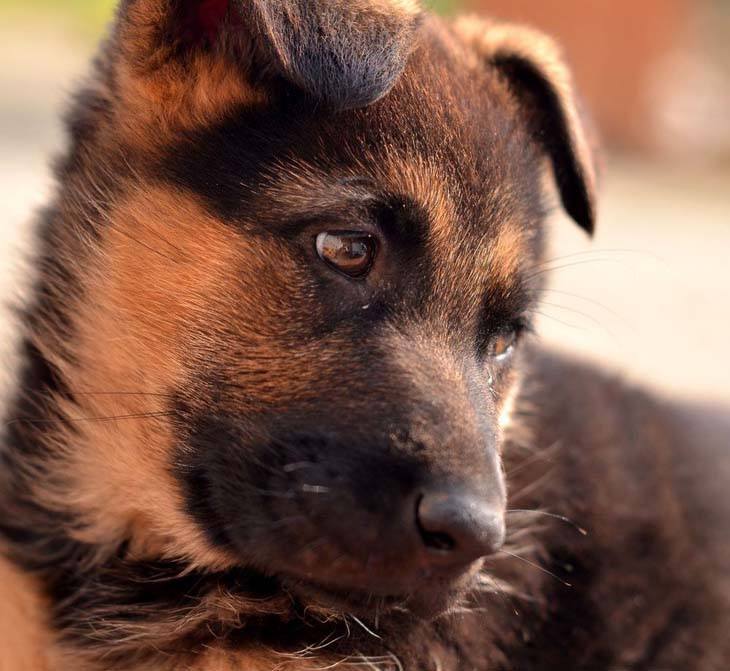 German Shepherd puppy cutie