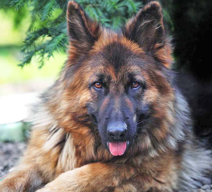 Beautiful German Shepherd