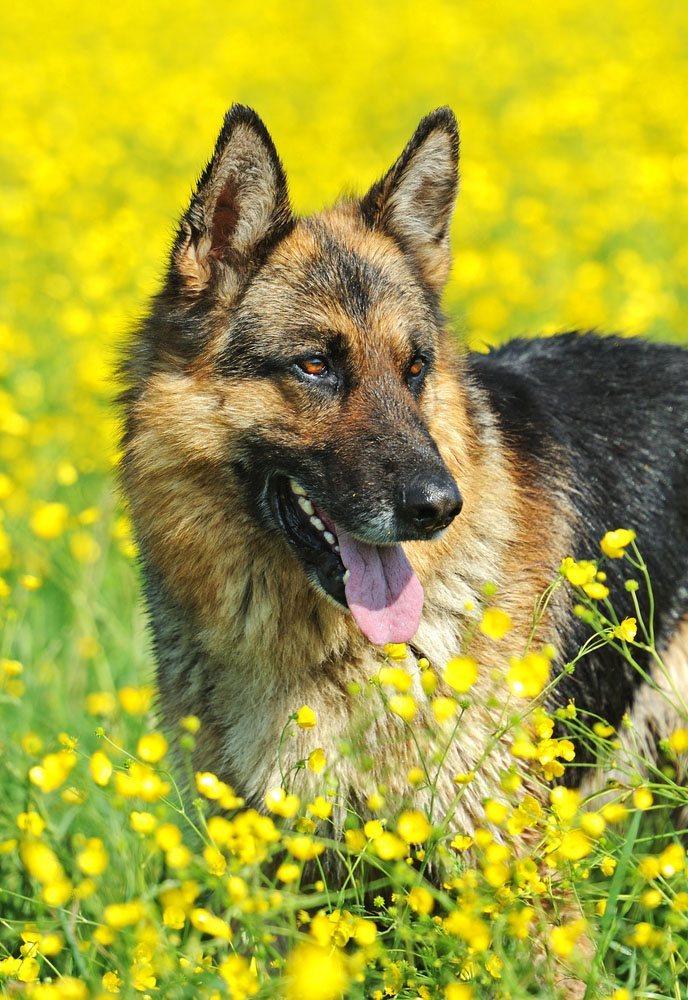 German Shepherd in a flower filled meadow