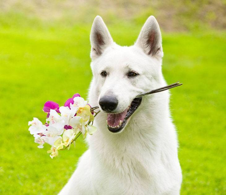 Beautiful white German Shepherd