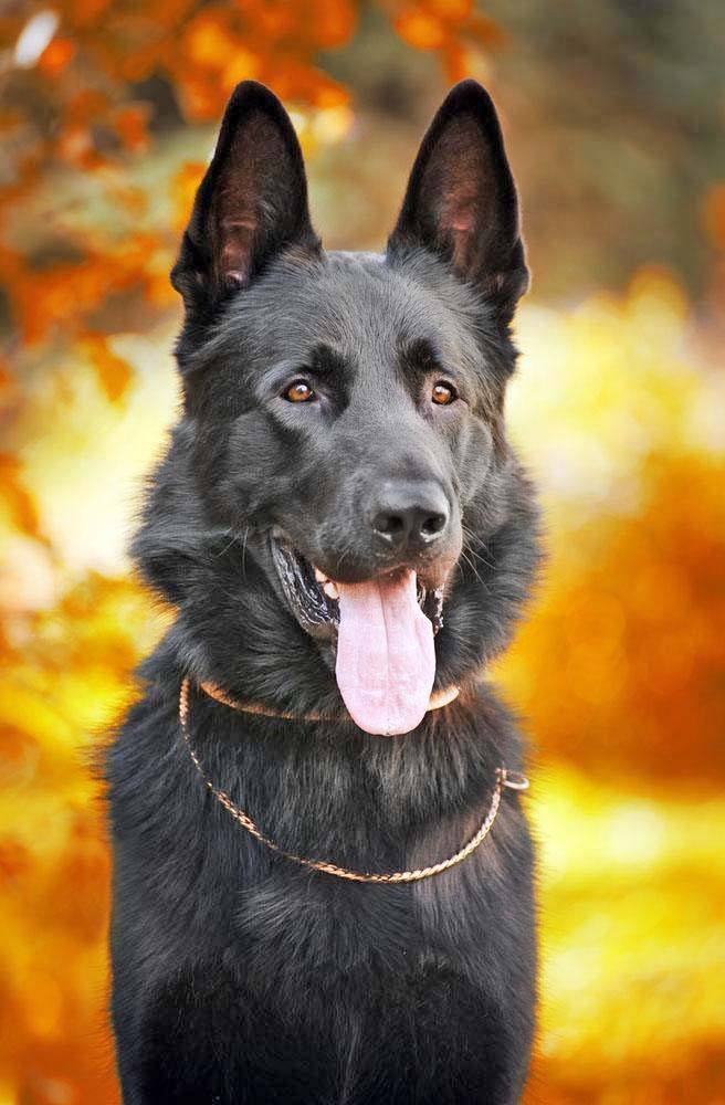 Beautiful black German Shepherd looking to find the perfect black dog name