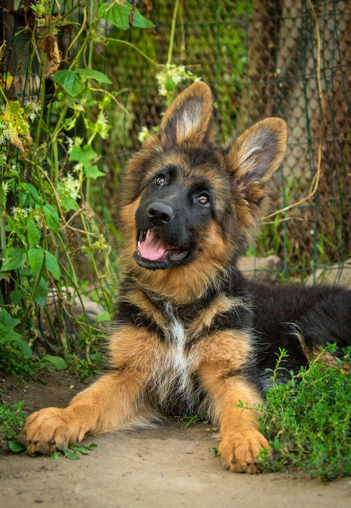 German Shepherd puppy ready to play