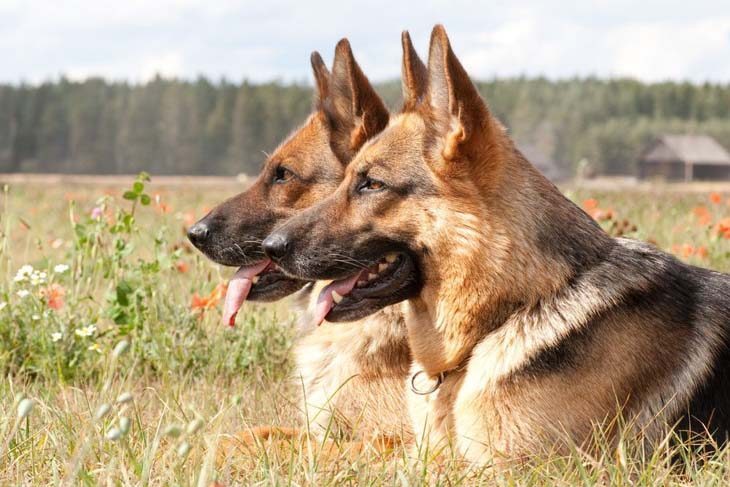 German Shepherd sentinals