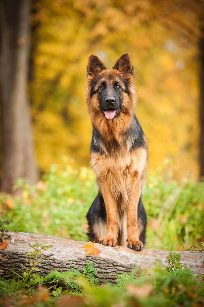 Beautiful German Shepherd striking a pose