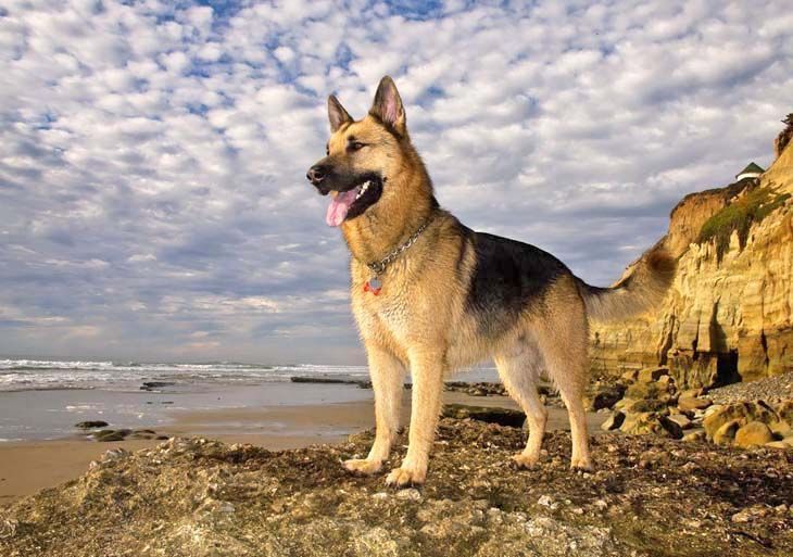 German shepherds love the beach