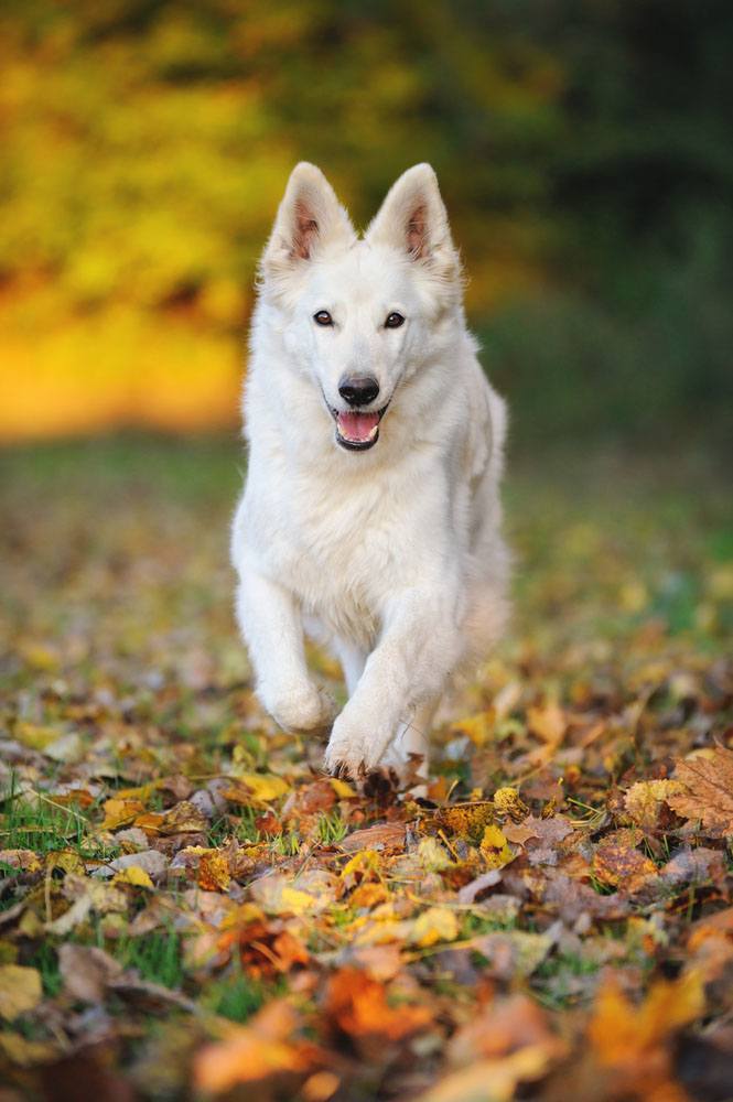 German Shepherd fall time