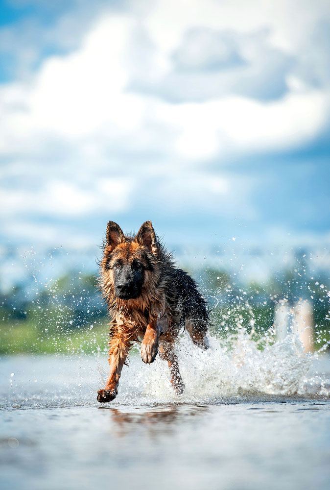 German Shepherd running