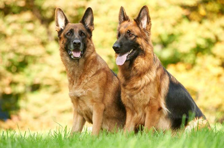 Brother and sister German Shepherds