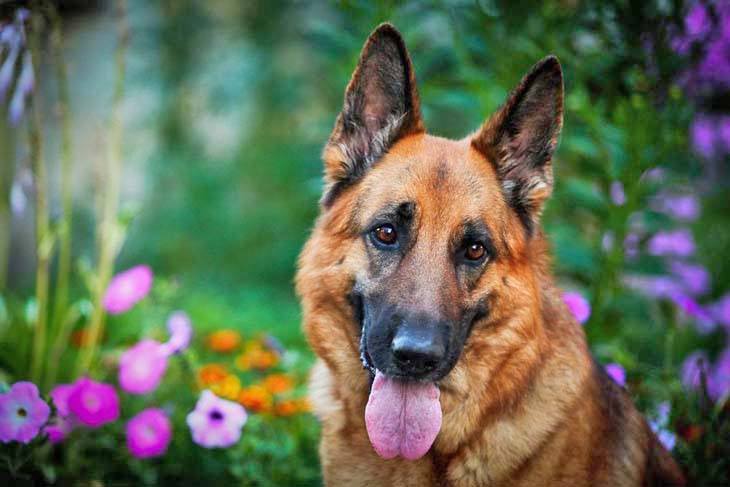 Watchful German Shepherd