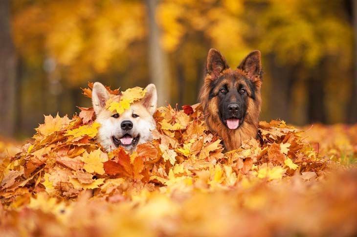 Dogs loving the fall colors