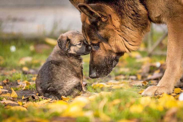 German Shepherd with her puppy