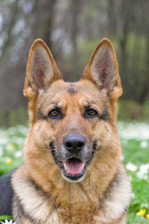 Beautiful German Shepherd