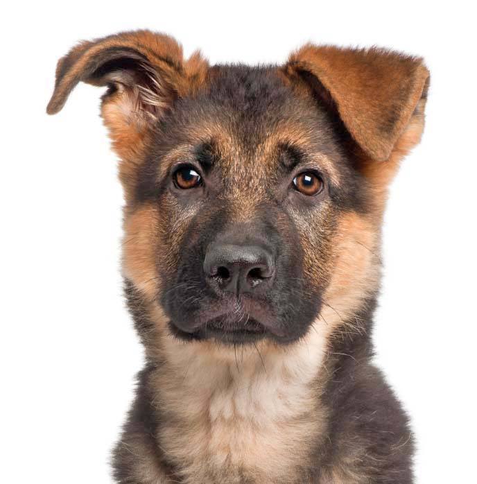 German Shepherd puppy is looking for name ideas