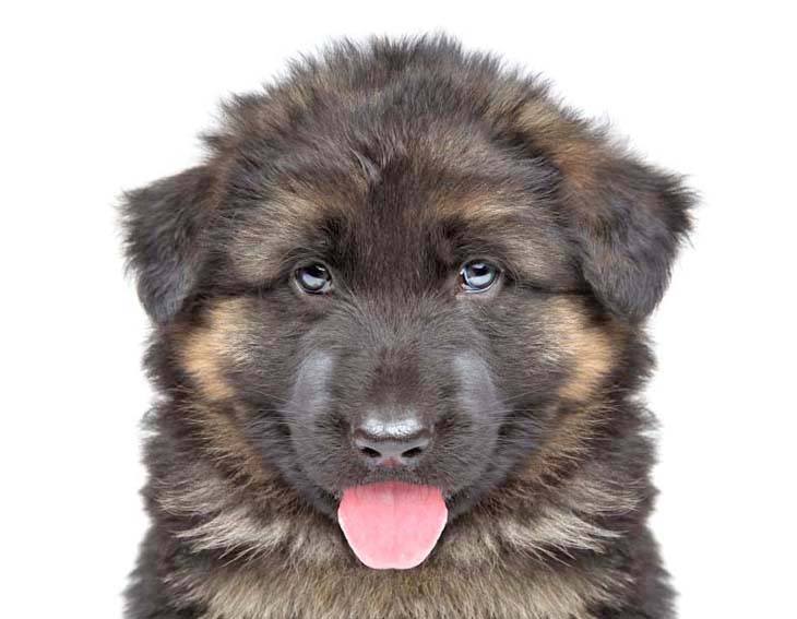 German Shepherd puppy looking cute