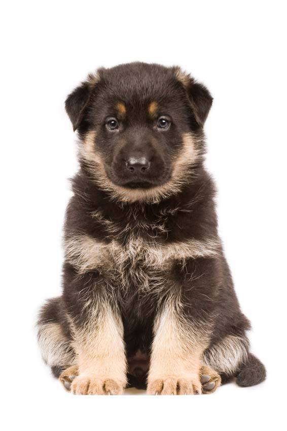 This German Shepherd puppy wants what your eating