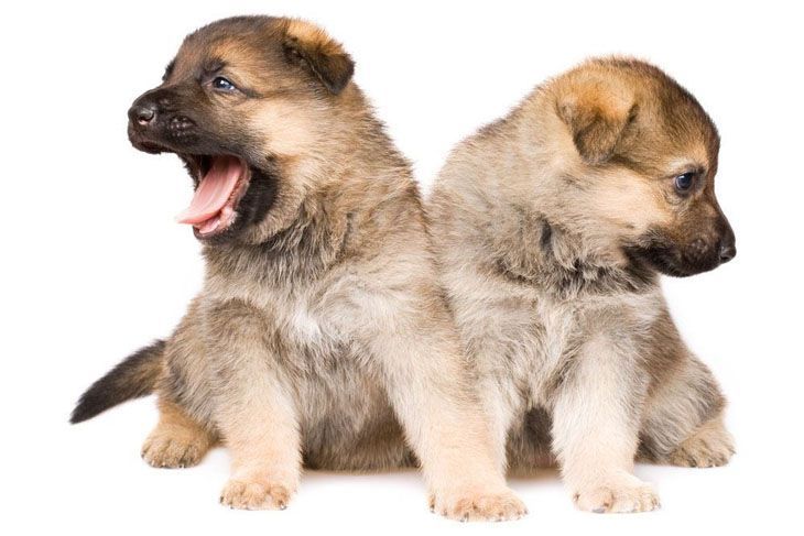 Brother and sister German Shepherd puppies