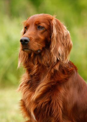 Irish Setter ready to run