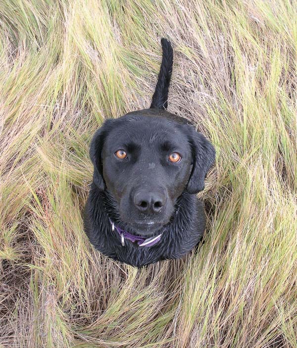 Black Lab waiting on you to throw his ball