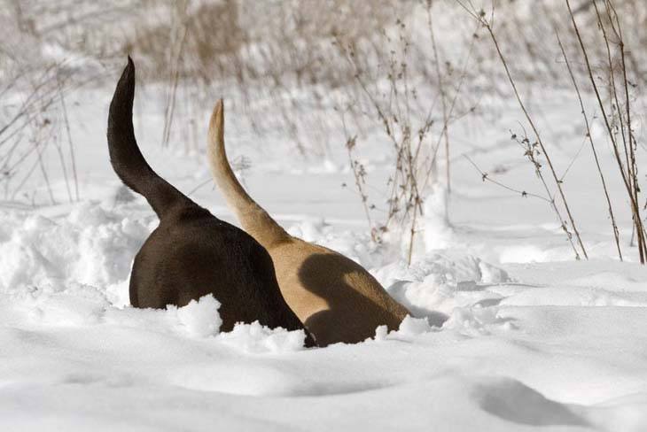 Labrador Retriever pals in the snow