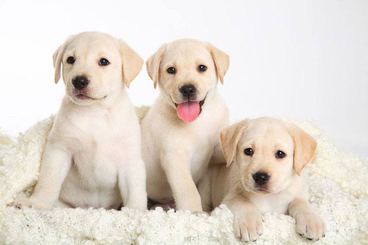 Lab puppies are hungry as usual