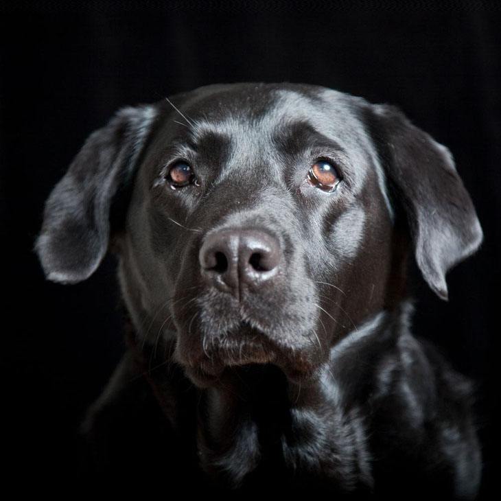 black lab with beautiful shiny coat