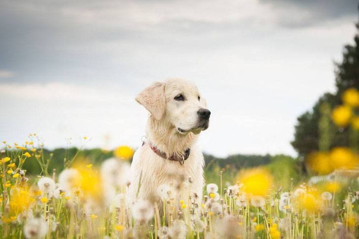 Labrador Retriever in a meadow