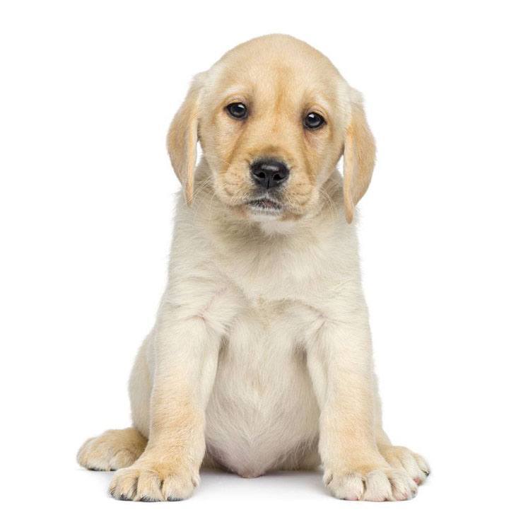 Labrador Retriever puppy waiting for dinner