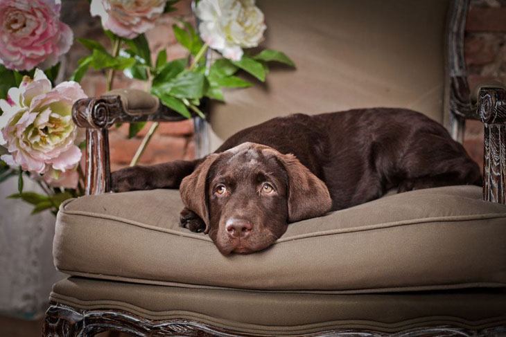 Chocolate Lab waiting for a playmate