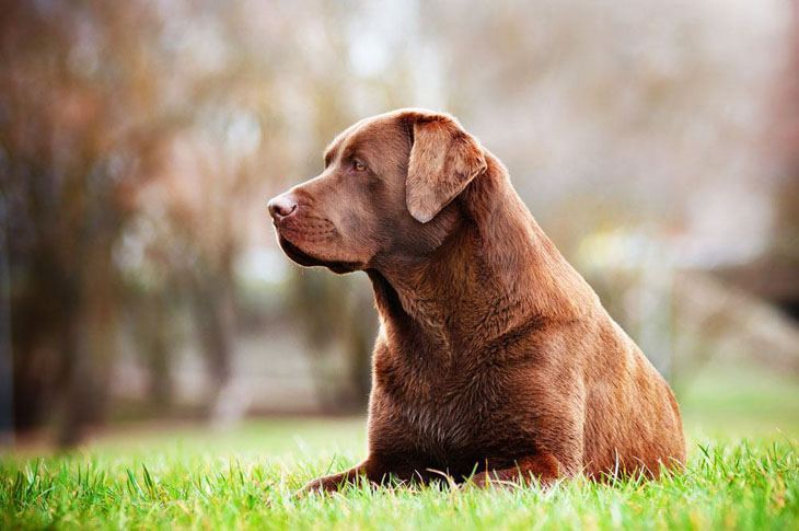 Chocolate Lab enjoying a spring day