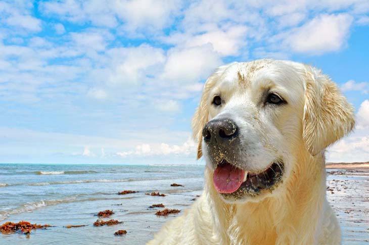 Yellow Lab enjoying a day at the beach