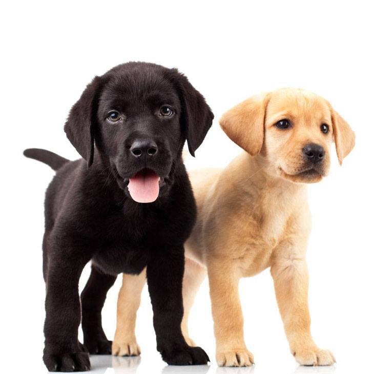 Labrador Retriever puppies looking for some fun