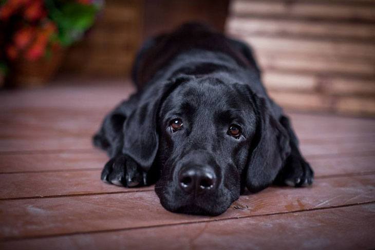 Lonely black Lab puppy