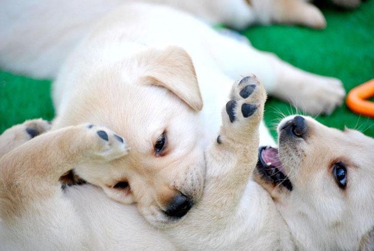 Lab puppy playtime