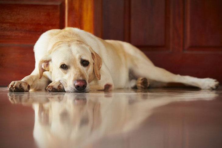 Yellow Lab taking a break