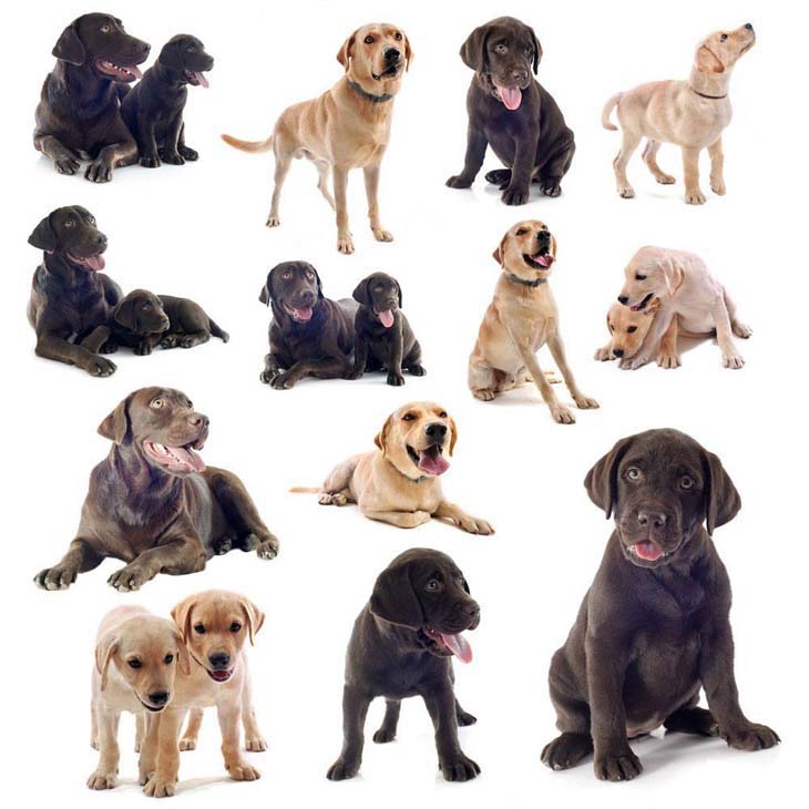 Labrador Retriever montage