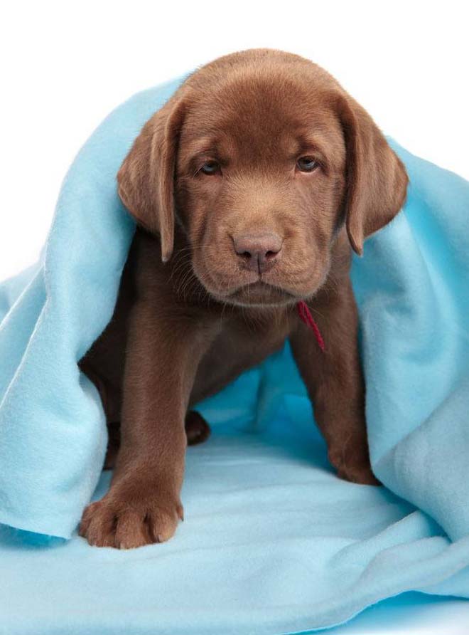 Chocolate Lab puppy ready to pounce