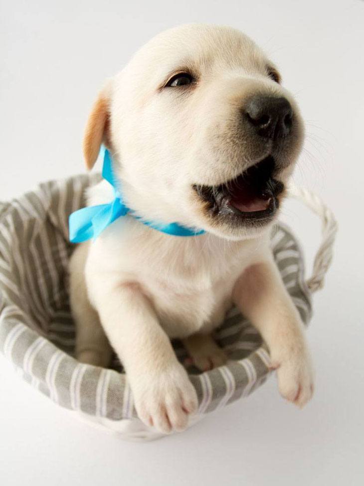 Labrador Retriever puppy cutie