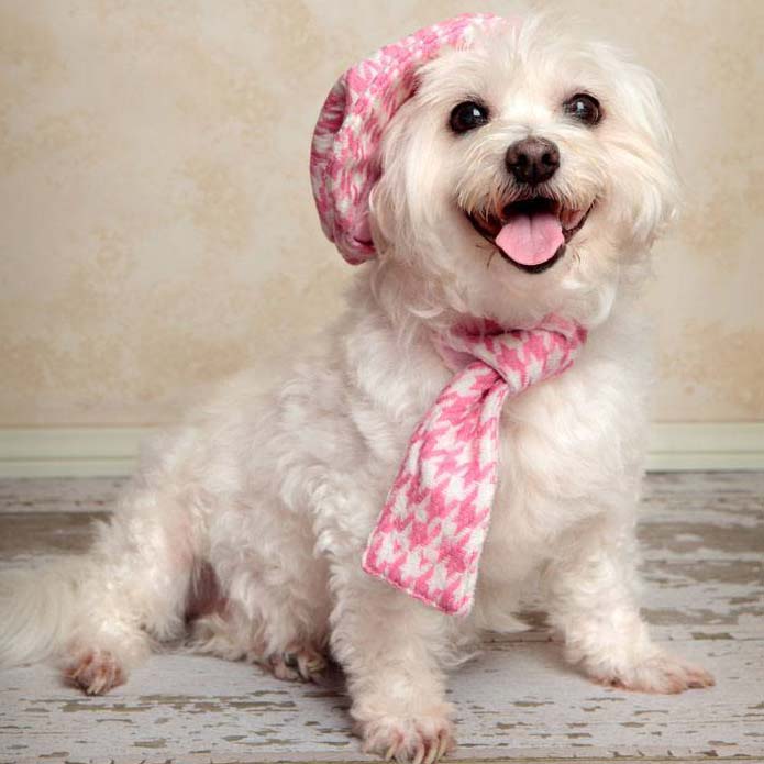 Maltese cutie all dressed up