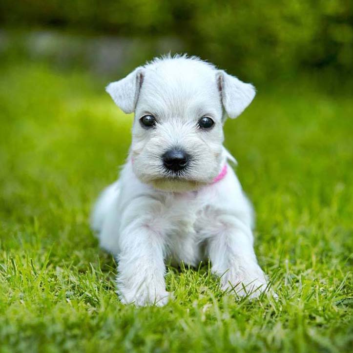 Schnauzer puppy can't wait for her small female dog names