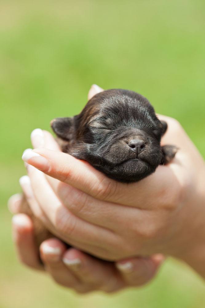Newborn puppy waiting for the perfect cute dog name